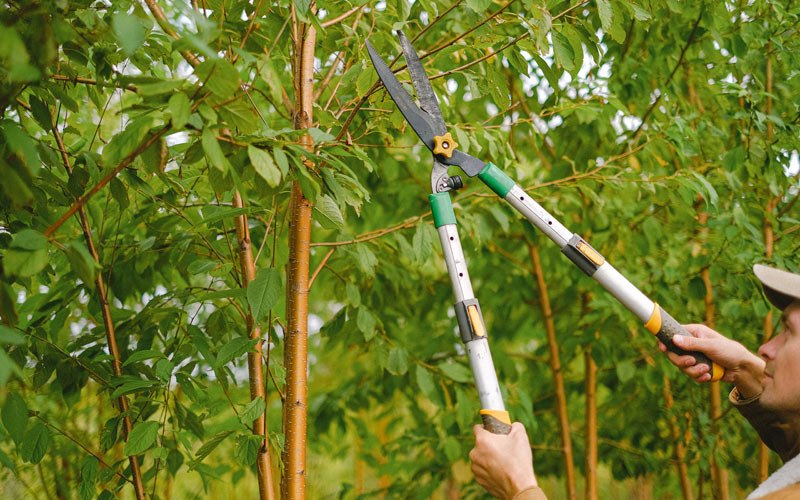 Tree trimming in Cambridge, IA