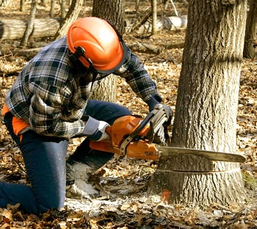 Tree Removal in Cambridge, IA